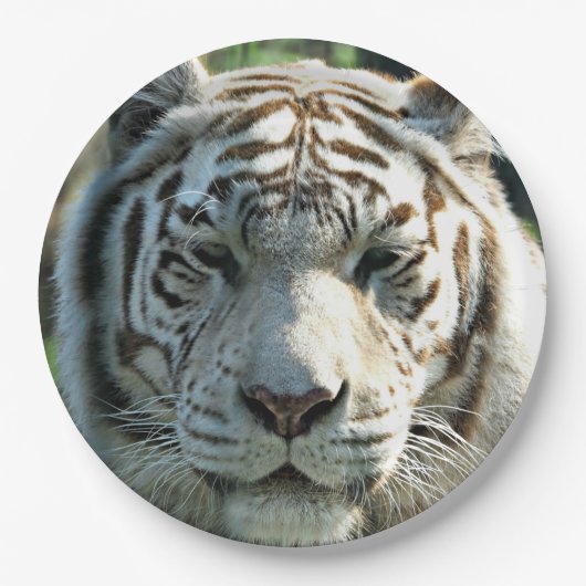 White Tiger Pappteller (Vorderseite)