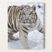 White Tiger Planer (Rückseite)