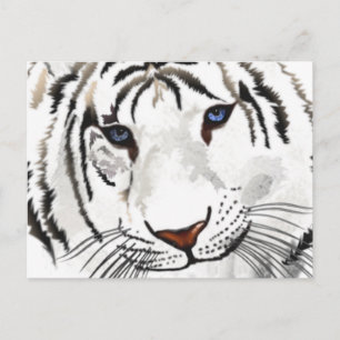 White Tiger Post Card Postkarte