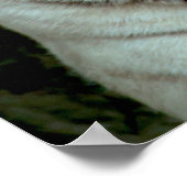 White Tiger Poster (Ecke)