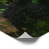 WHITE TIGER POSTER (Ecke)