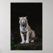 WHITE TIGER POSTER (Vorne)