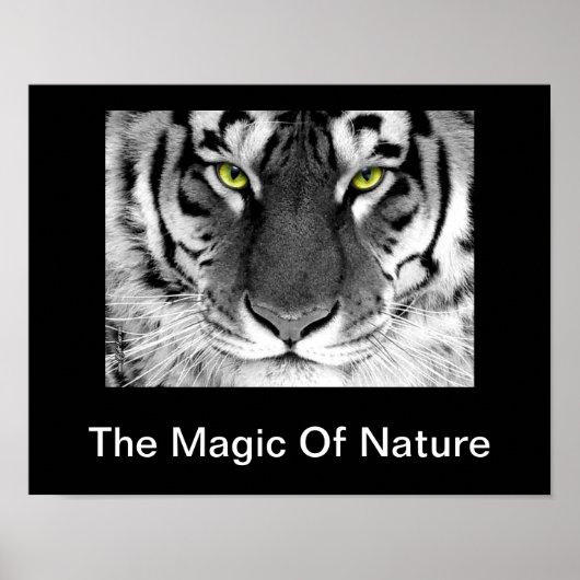 White Tiger Poster (Vorne)