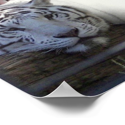 White Tiger Poster (Ecke)