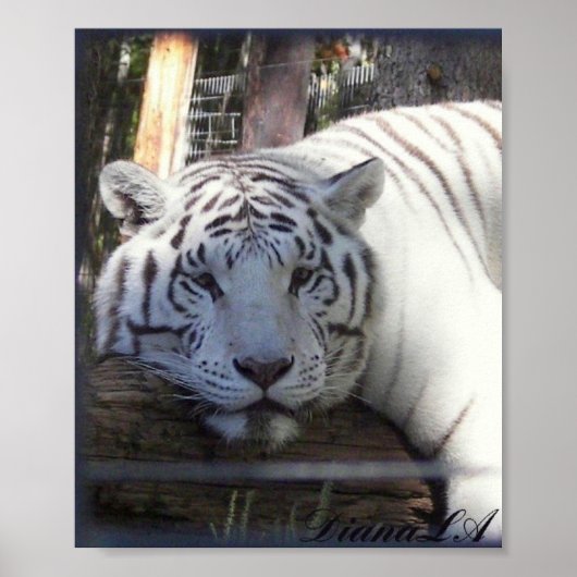 White Tiger Poster (Vorne)