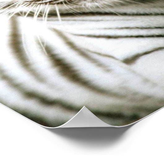 White Tiger Poster (Ecke)