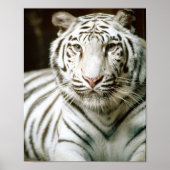 White Tiger Poster (Vorne)