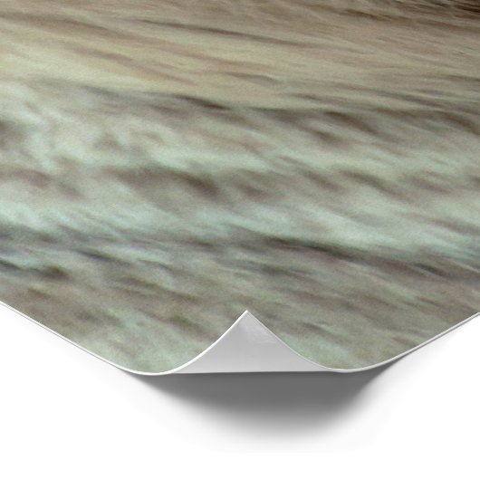 White Tiger Poster (Ecke)