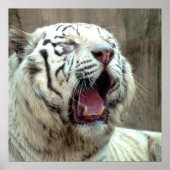 White Tiger Poster (Vorne)