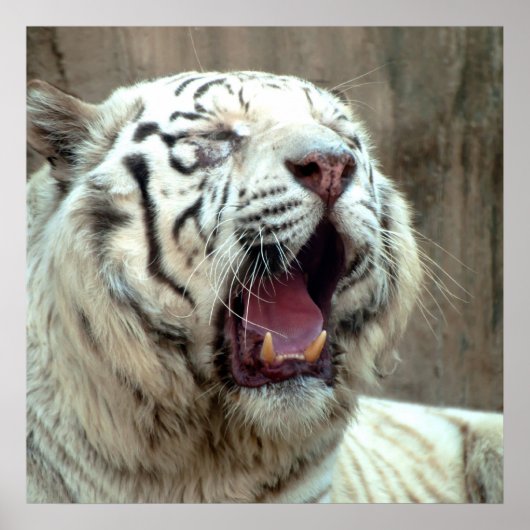 White Tiger Poster (Vorne)