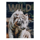 White tiger poster (Vorderseite)