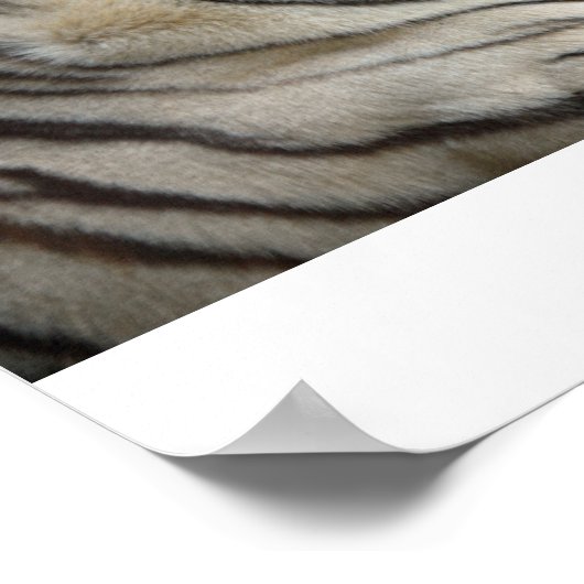 White Tiger Poster (Ecke)