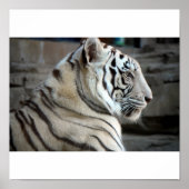 White Tiger Poster (Vorne)
