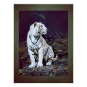 White tiger poster (Vorderseite)