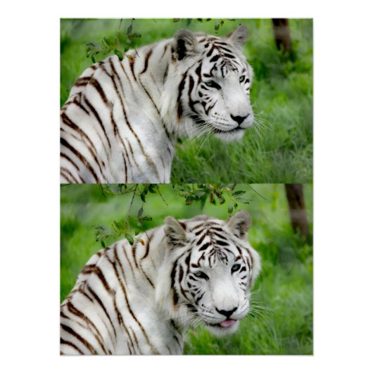 White tiger poster (Vorderseite)