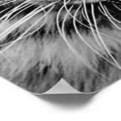 White Tiger Poster (Ecke)