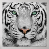 White Tiger Poster (Vorne)