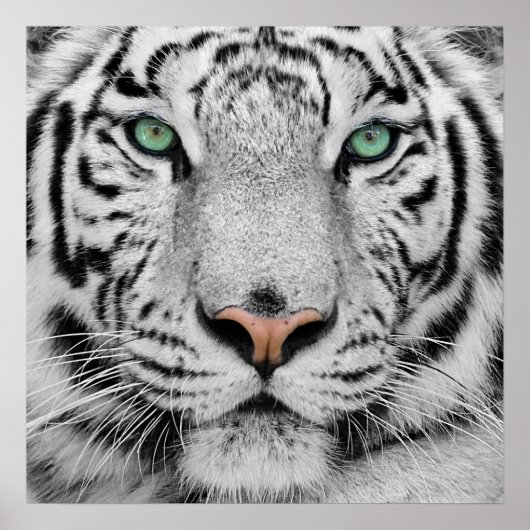 White Tiger Poster (Vorne)