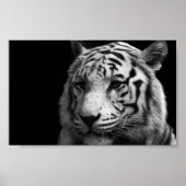 White Tiger Poster (Vorne)