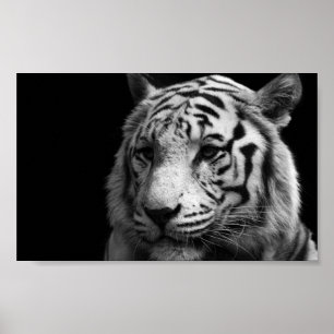 White Tiger Poster