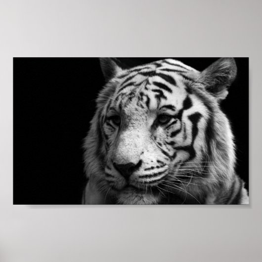 White Tiger Poster (Vorne)