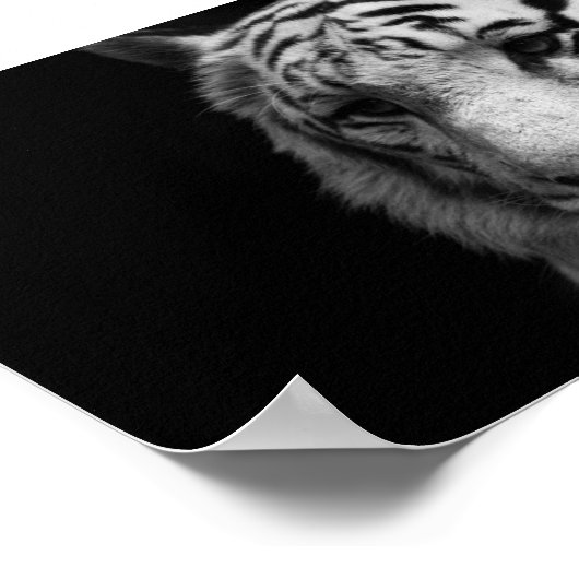 White Tiger Poster (Ecke)