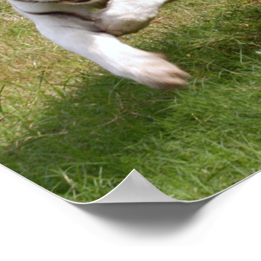 White Tiger Poster, das du dir selbst anpassen kan Poster (Ecke)