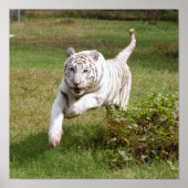 White Tiger Poster, das du dir selbst anpassen kan Poster (Vorne)