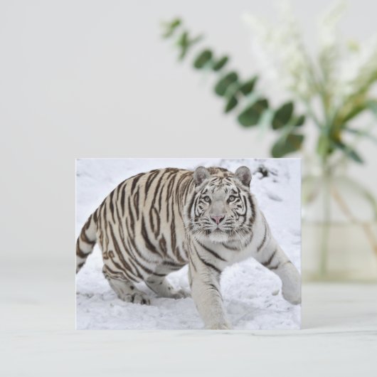 White Tiger Postkarte (Stehend Vorderseite)