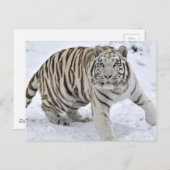 White Tiger Postkarte (Vorne/Hinten)