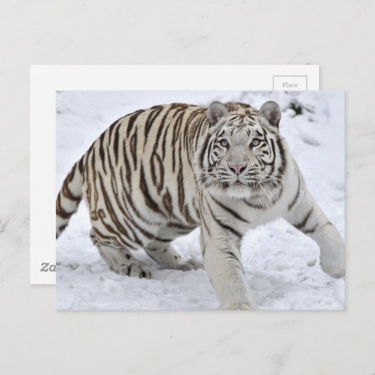 White Tiger Postkarte (Vorne/Hinten)