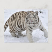 White Tiger Postkarte (Vorderseite)