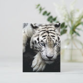 White Tiger Postkarte (Stehend Vorderseite)