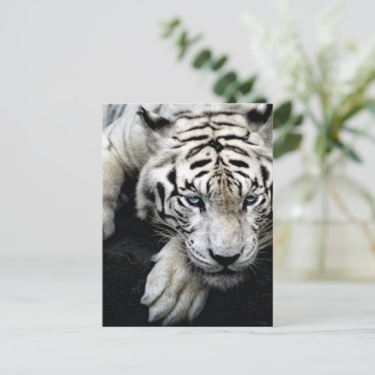 White Tiger Postkarte (Stehend Vorderseite)