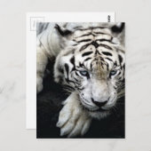 White Tiger Postkarte (Vorne/Hinten)