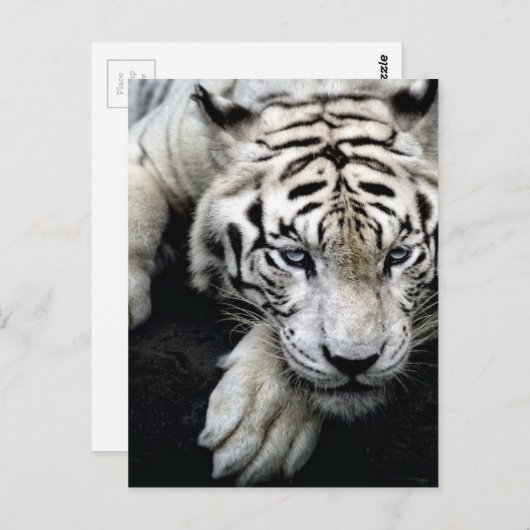 White Tiger Postkarte (Vorne/Hinten)