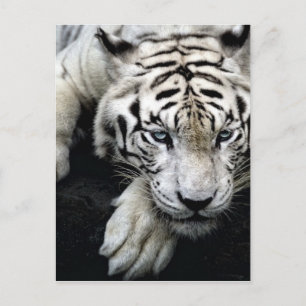 White Tiger Postkarte