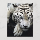 White Tiger Postkarte (Vorderseite)