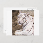White Tiger Postkarte (Vorne/Hinten)