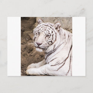 White Tiger Postkarte