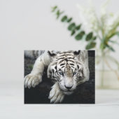 White Tiger Postkarte (Stehend Vorderseite)