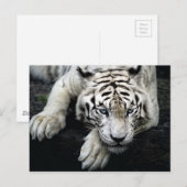 White Tiger Postkarte (Vorne/Hinten)