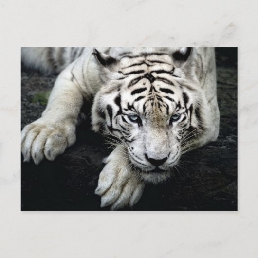 White Tiger Postkarte (Vorderseite)