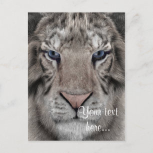 White Tiger Postkarte