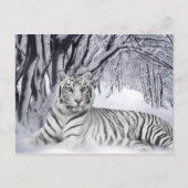 White Tiger Postkarte (Vorderseite)