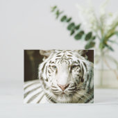 White Tiger Postkarten (Stehend Vorderseite)