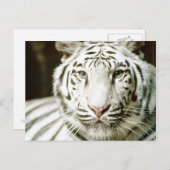 White Tiger Postkarten (Vorne/Hinten)