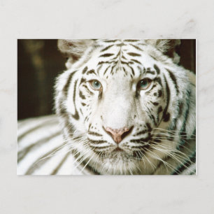White Tiger Postkarten