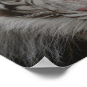White Tiger Print Poster (Ecke)