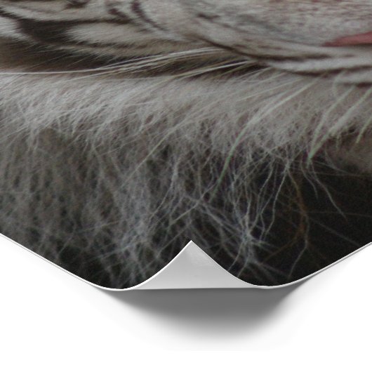 White Tiger Print Poster (Ecke)